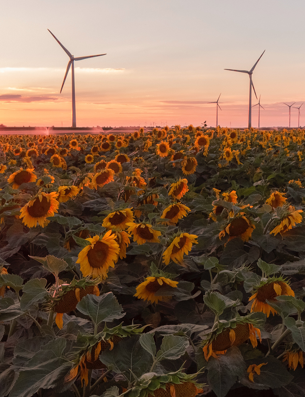 최고의 최상의 서비스를 만나다